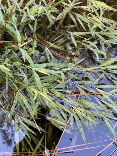 Sacciolepis indica
