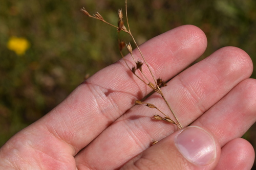 Georgia rush (Juncus georgianus)