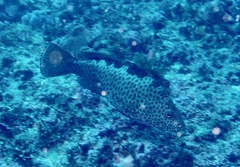 Epinephelus bilobatus