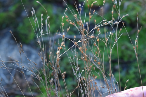 Georgia rush (Juncus georgianus)