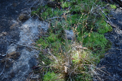 Image of Juncus georgianus by (c) Kristály Cravens-Liszak, some rights reserved (CC BY)