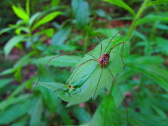 Leiobunum calcar