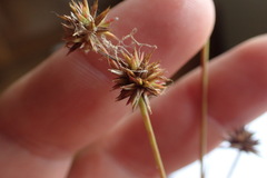 Juncus validus