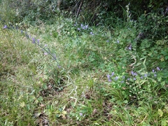 Campanula rapunculus lambertiana