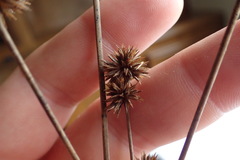 Juncus polycephalus