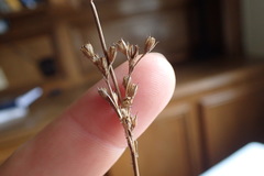 Juncus coriaceus