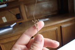 Juncus coriaceus