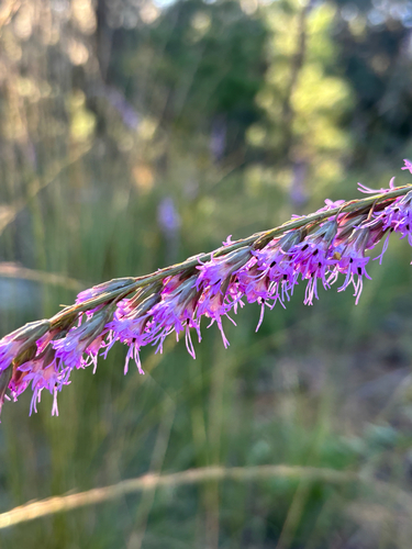 Image of Liatris pauciflora by no rights reserved