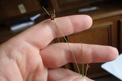 Rhynchospora globularis