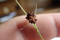 Rhynchospora globularis