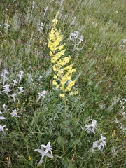 Verbascum pyramidatum
