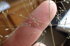 Eragrostis intermedia