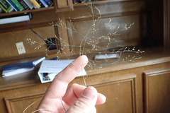 Eragrostis intermedia
