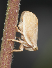 Agalmatium bilobum