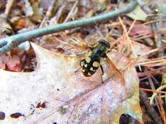 Sericomyia lata