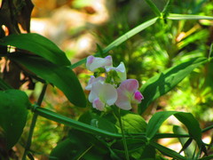 Lathyrus