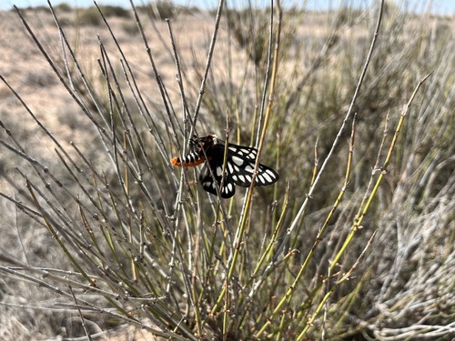 Chinati Sheepmoth