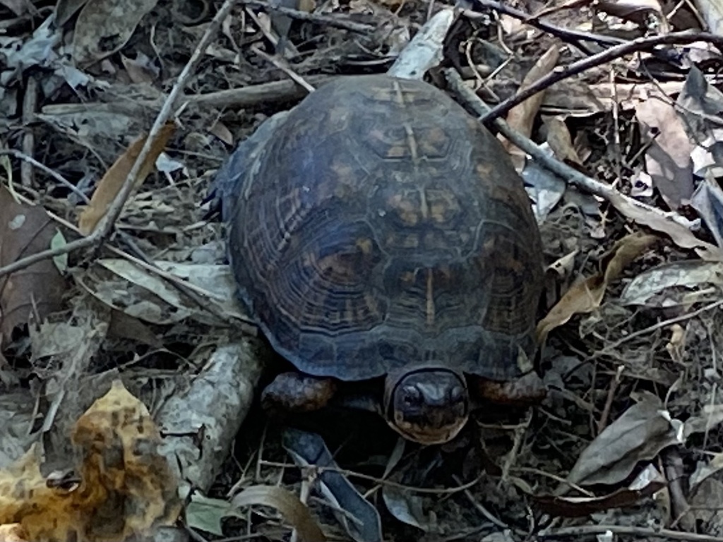 Eastern Box Turtle in October 2024 by cloverdalehollows · iNaturalist