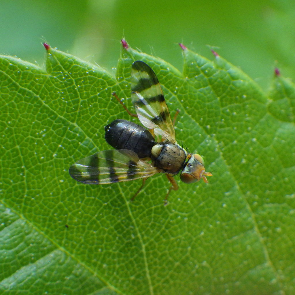 Knapweed Gall-fly