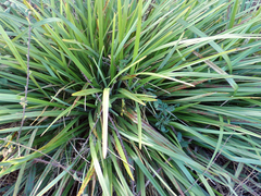 Dianella haematica