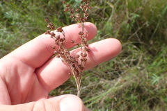 Juncus marginatus