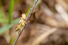 Paroxya