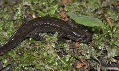 Desmognathus amphileucus