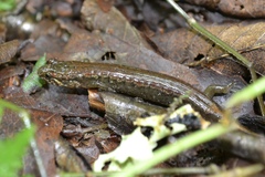 Desmognathus santeetlah