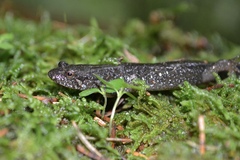 Desmognathus santeetlah