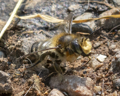 Megachile frigida