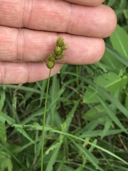 Carex cristatella