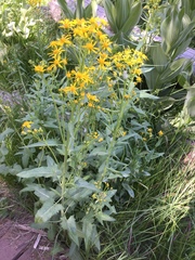 Crepis acuminata