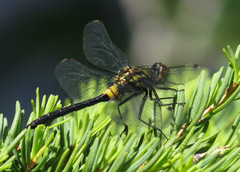 Leucorrhinia glacialis