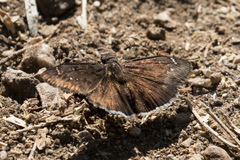 Erynnis tristis