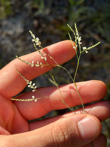 Image of Polygonella gracilis by no rights reserved