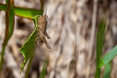 Dichromorpha elegans