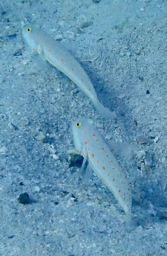 Valenciennea puellaris