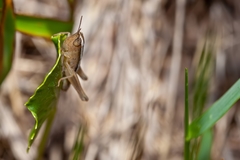 Dichromorpha elegans