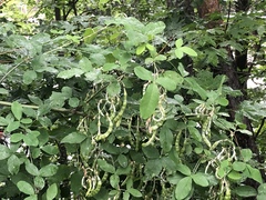 Laburnum anagyroides