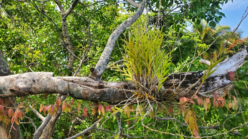 Dendrobium macfarlanei F.Muell.
