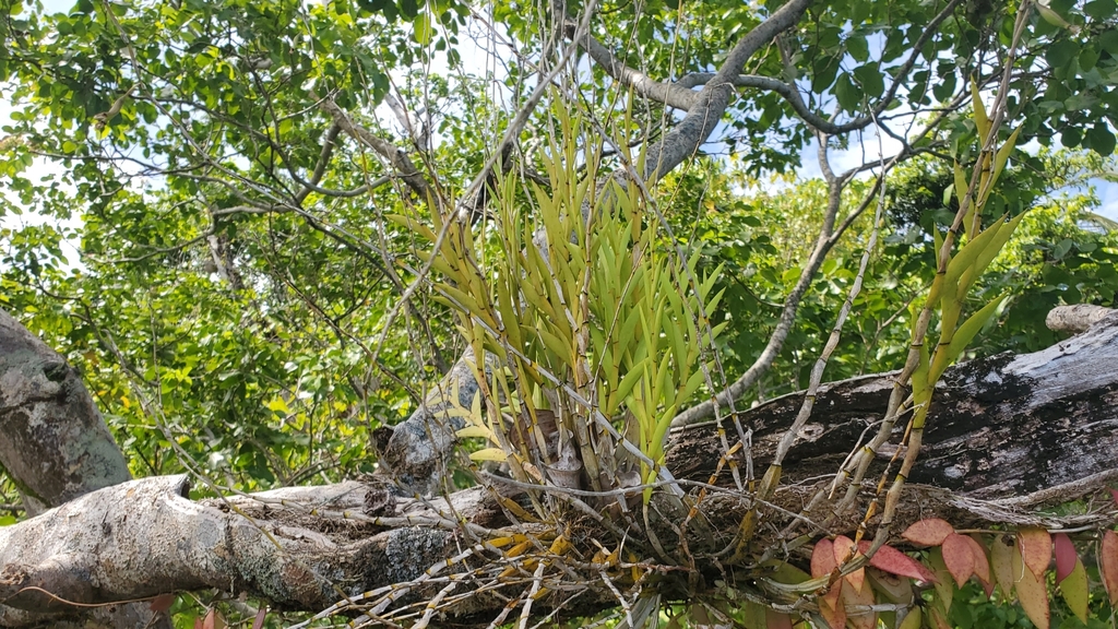 Dendrobium macfarlanei F.Muell. 2