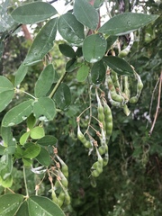 Laburnum anagyroides