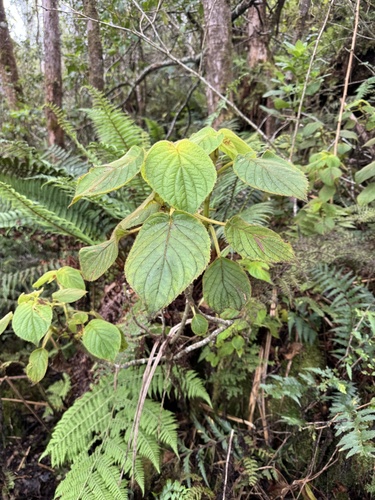 Cyrtandra platyphylla observed 2024-10-09