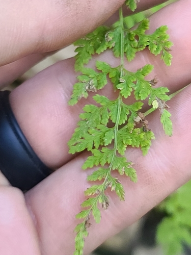Image of Cystopteris reevesiana by no rights reserved
