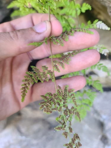 Image of Cystopteris reevesiana by no rights reserved