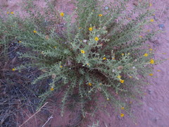 Heterotheca excelsior