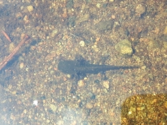 Ambystoma maculatum