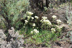 Eriogonum heracleoides