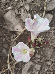 Ipomoea durangensis