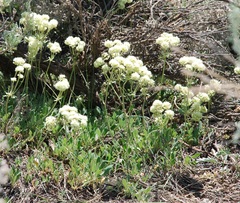 Eriogonum heracleoides
